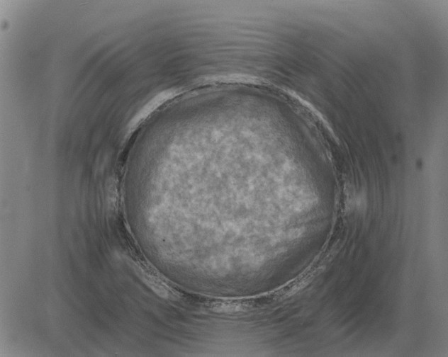 X0000084031266200703022113