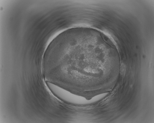 X0000084031295200703022113