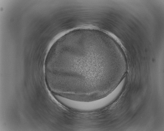 X0000084031335200703022113