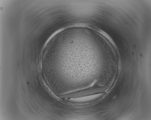 X0000084031436200703022111