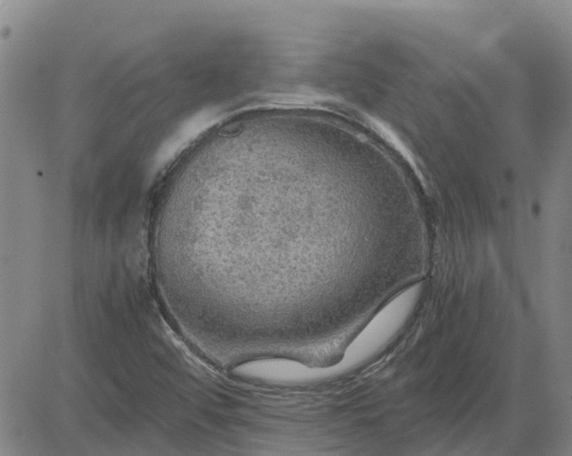 X0000084031456200703022110