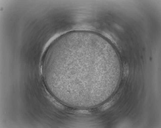 X0000084031462200703022110