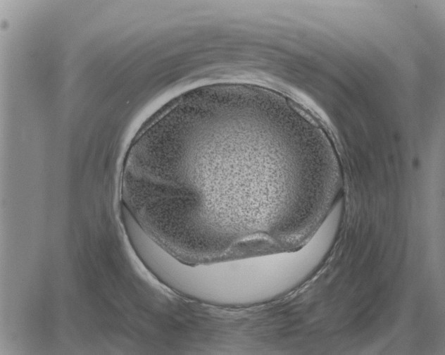 X0000084031528200703022109