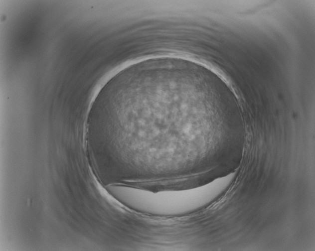 X0000084031535200703022109