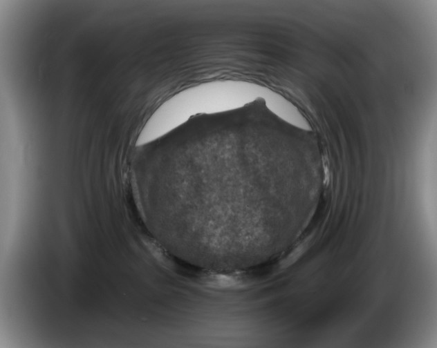 X0000084030285200703092016