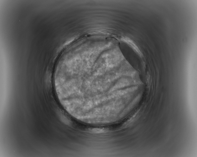 X0000084030394200703092014