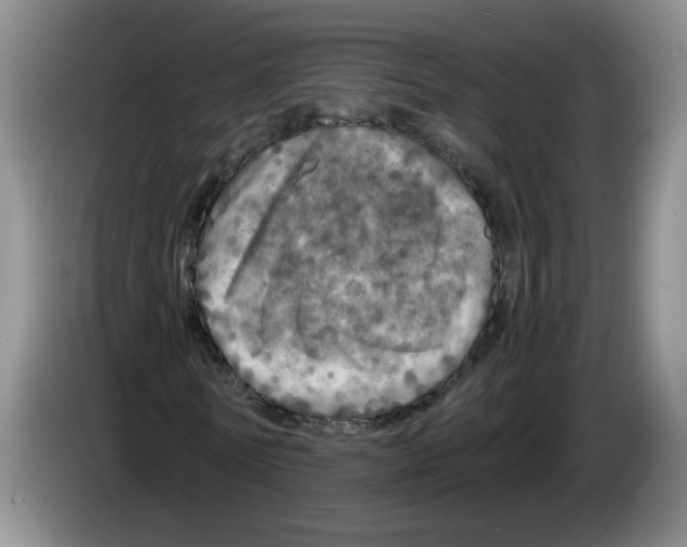 X0000084030770200703092009