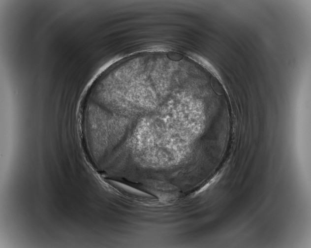 X0000084030835200703092008