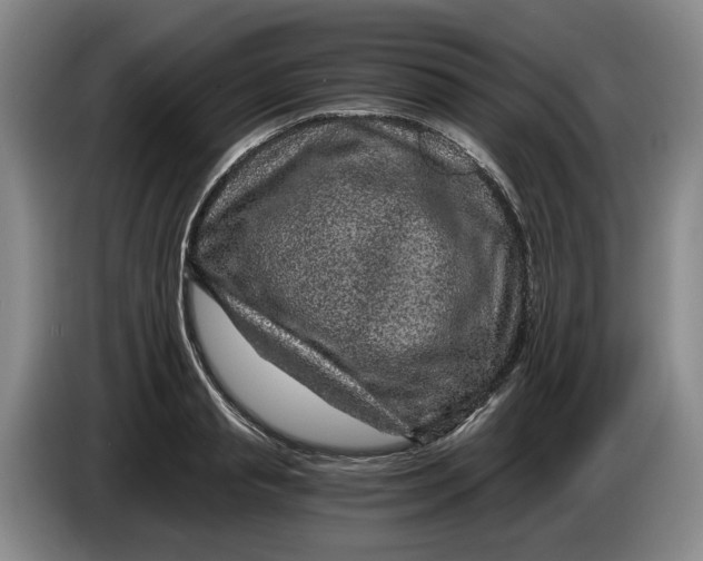 X0000084030845200703092008