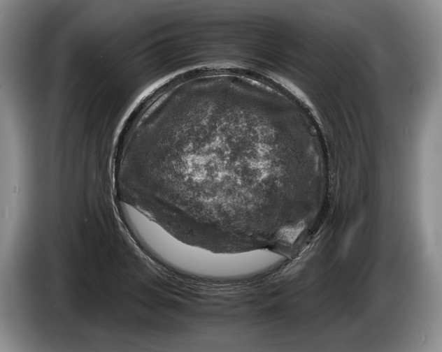 X0000084030935200703092007