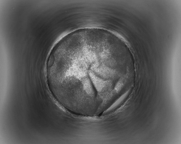 X0000084030990200703092006