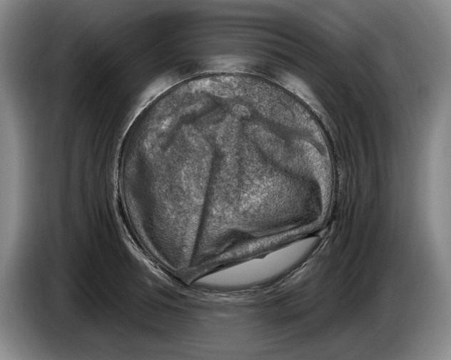 X0000084030994200703092006