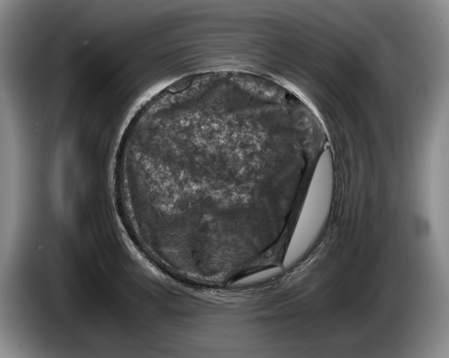 X0000084030995200703092006