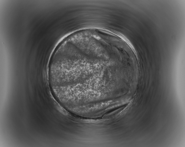 X0000084030996200703092006