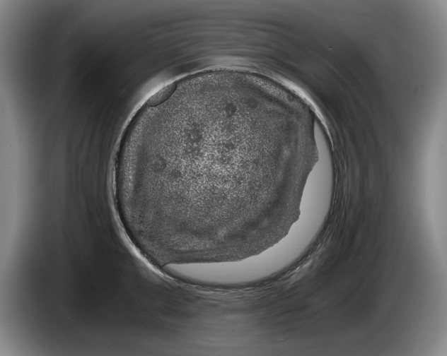 X0000084030999200703092006