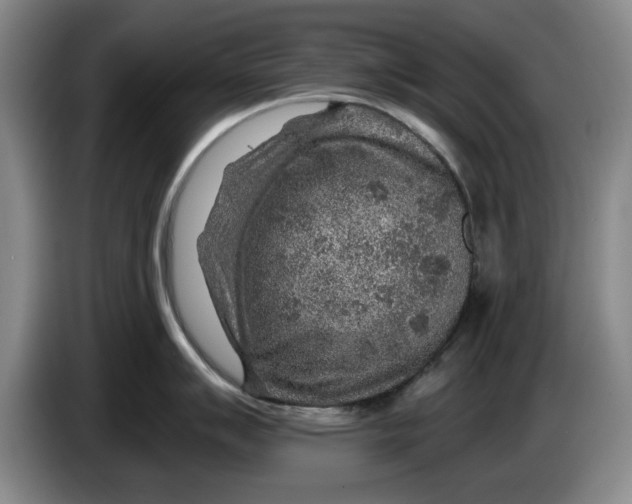 X0000084031007200703092006