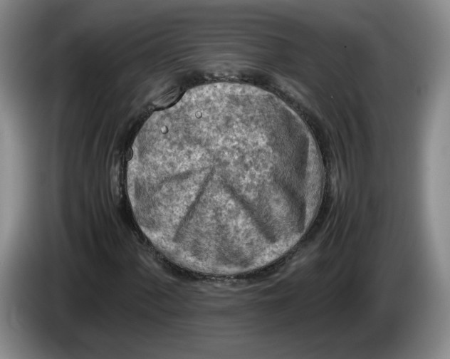 X0000084031060200703092005