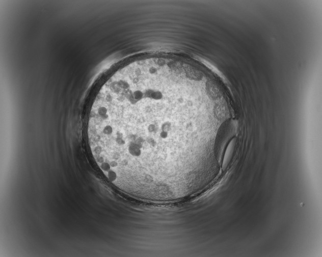 X0000084031067200703092005