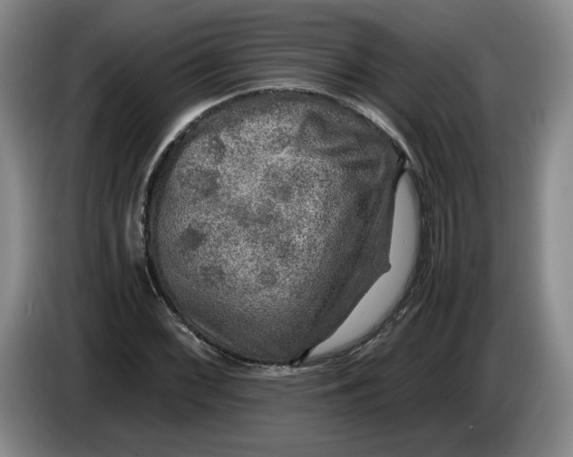 X0000084031068200703092005