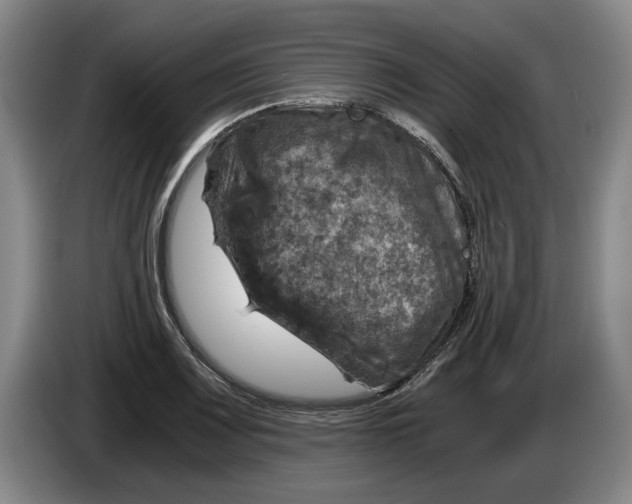 X0000084031083200703092005