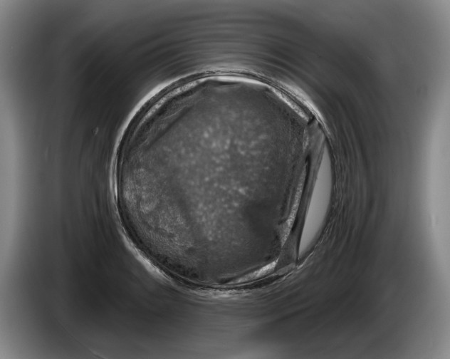 X0000084031084200703092005