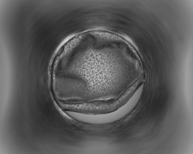 X0000084031151200703092005