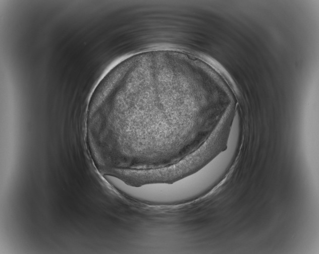 X0000084031244200703092003