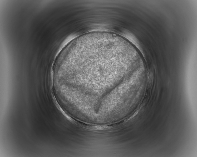 X0000084031290200703092002