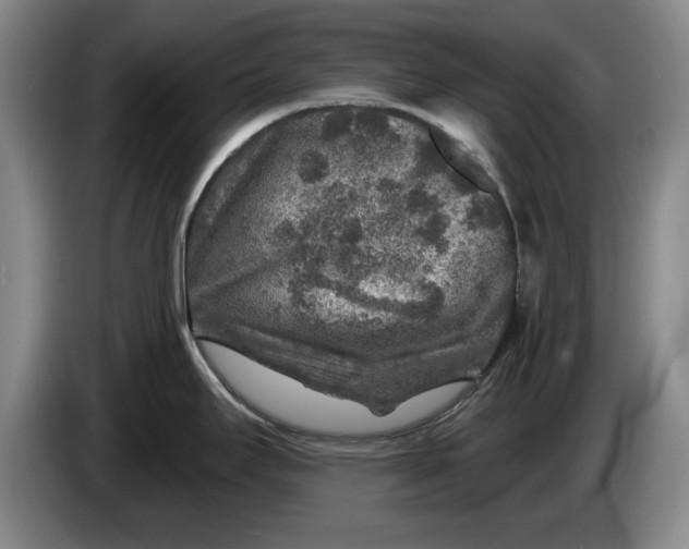 X0000084031295200703092002