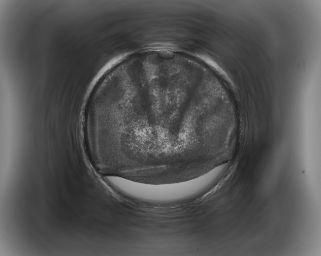 X0000084031325200703092001