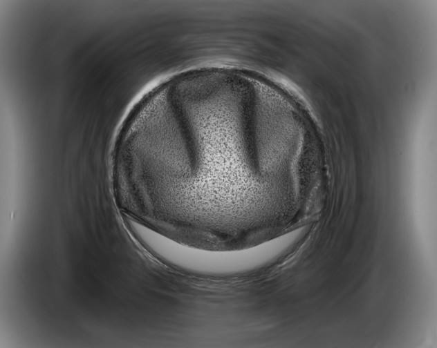 X0000084031326200703092001