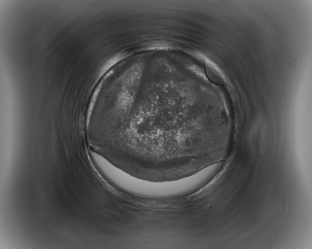 X0000084031329200703092002