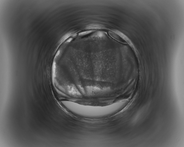 X0000084031337200703092002