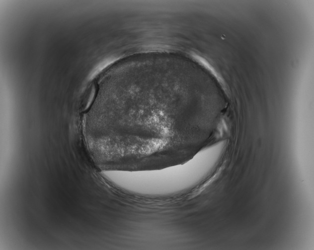 X0000084031453200703091959