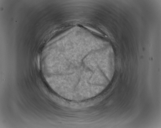 X0000084030022200703161817