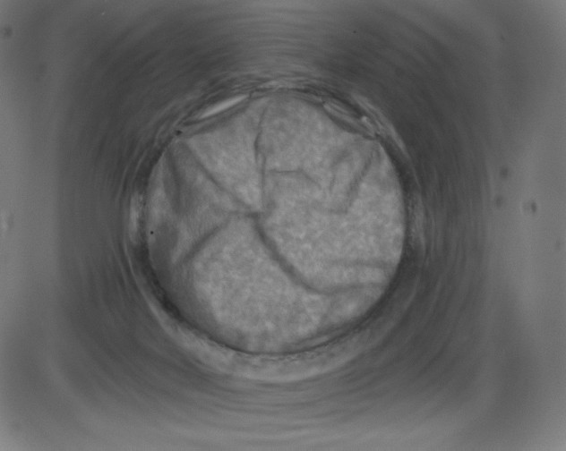 X0000084030026200703161817