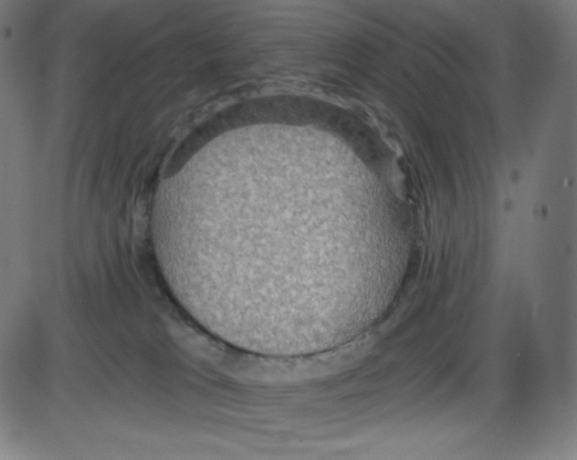 X0000084030037200703161817