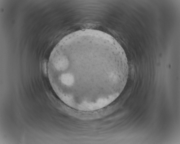 X0000084030042200703161817