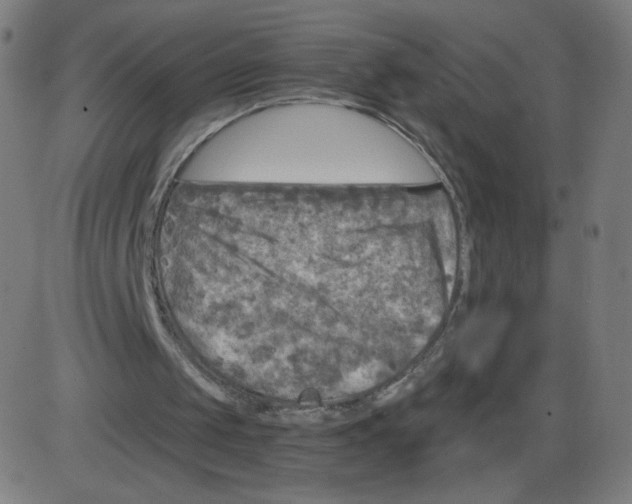 X0000084030049200703161816