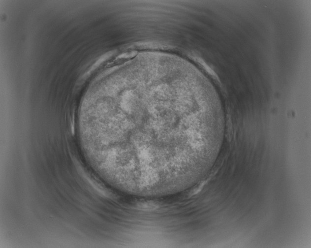 X0000084030062200703161816