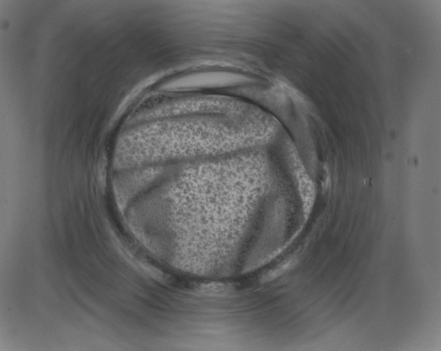 X0000084030064200703161816