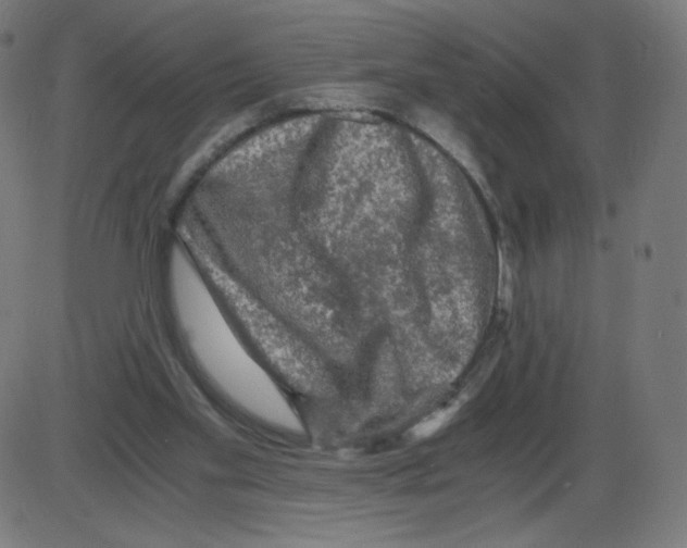 X0000084030109200703161816