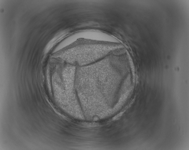 X0000084030245200703161813