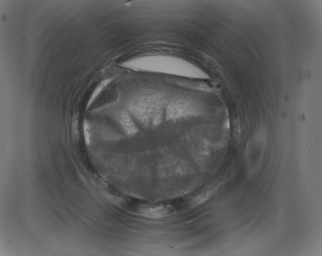 X0000084030267200703161813