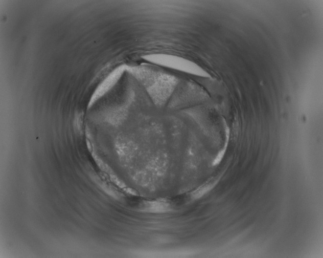 X0000084030286200703161813