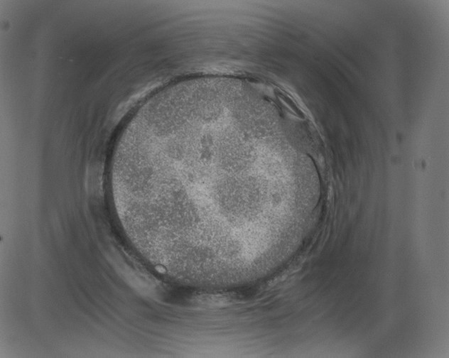 X0000084030299200703161813