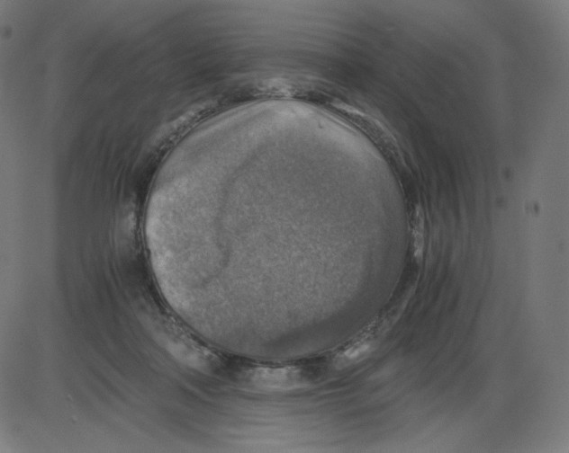 X0000084030314200703161812