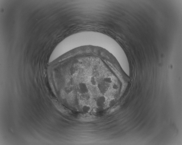 X0000084030331200703161812