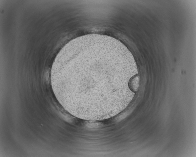 X0000084030336200703161812