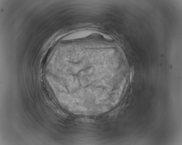 X0000084030339200703161811